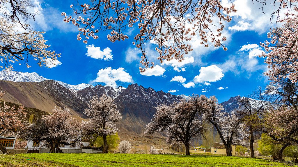 Ladakh Apricot Festival Tour Package – 10 Days of Blossoms, Culture & Scenic Valleys