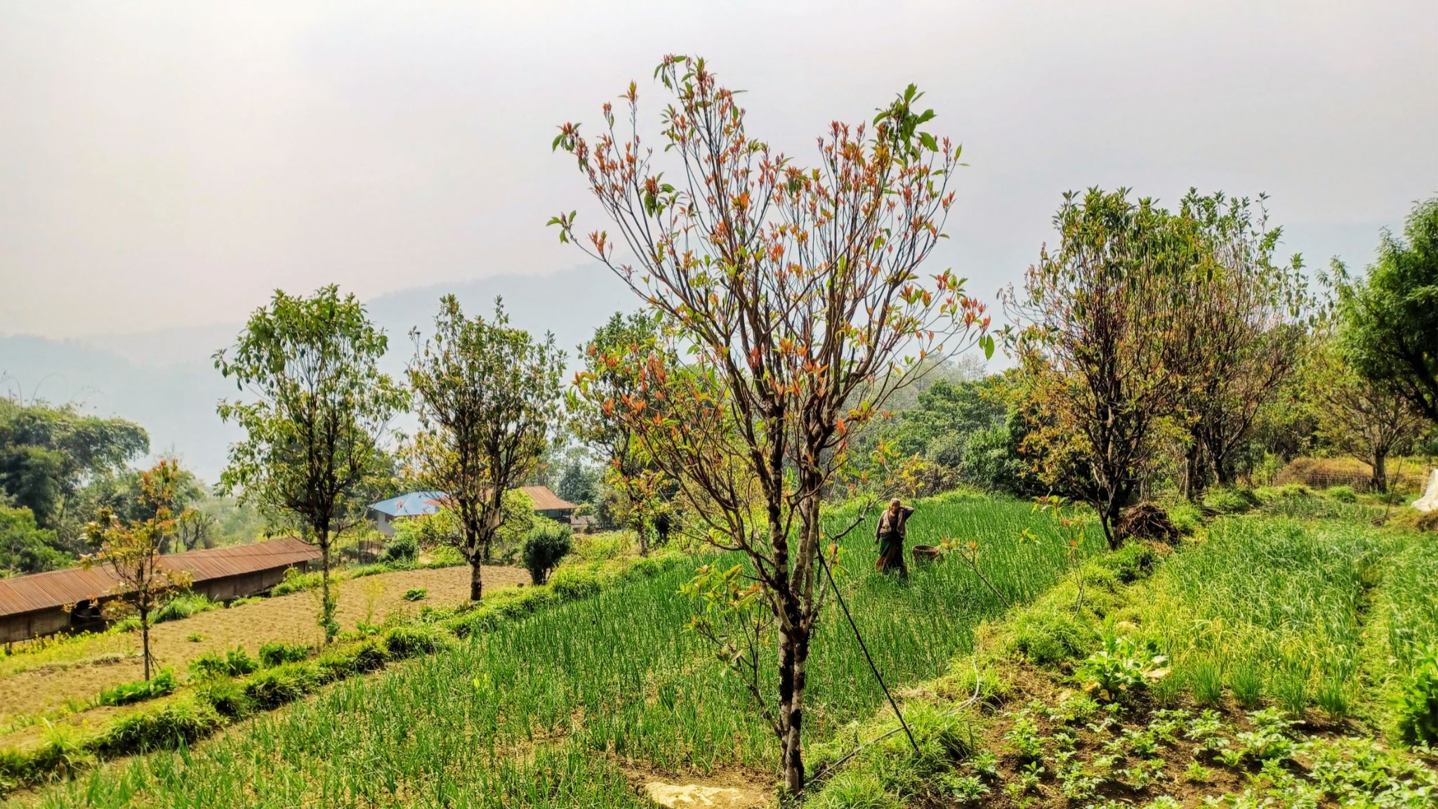Chintaphu Sandakphu Trek: A Private 15-Day Journey Through Nepal and Darjeeling